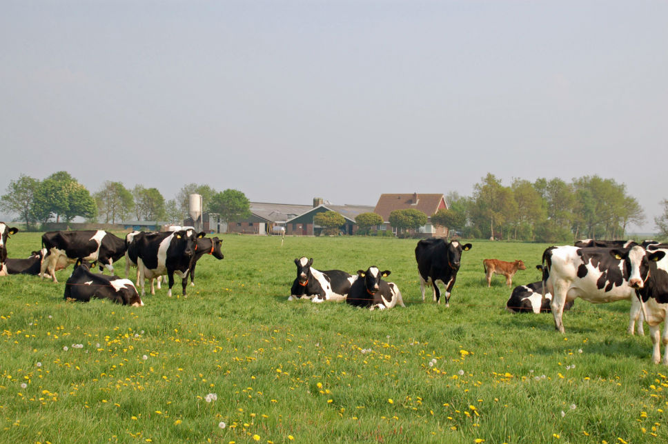 Graasboerderij